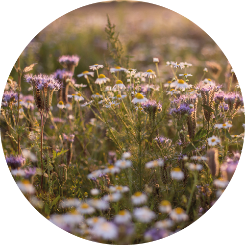 Champ de fleurs